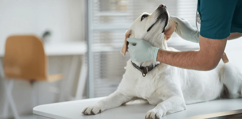 Costos de tener mascotas en&nbsp;México