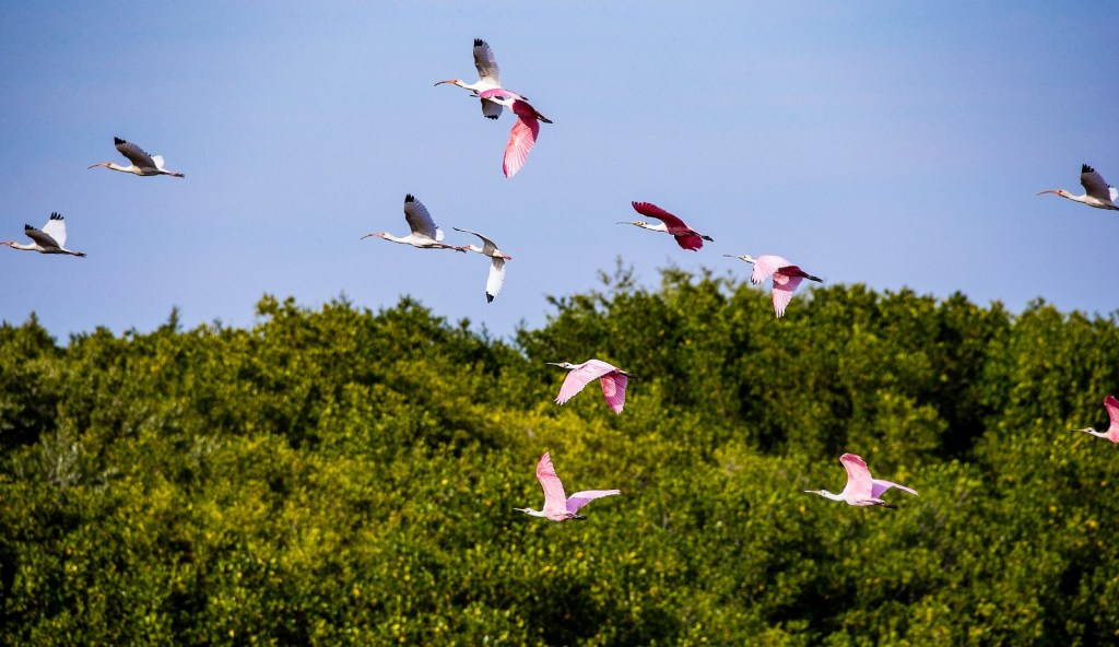 Descubre la Biodiversidad de Nayarit: Ecoturismo en Marismas&nbsp;Nacionales